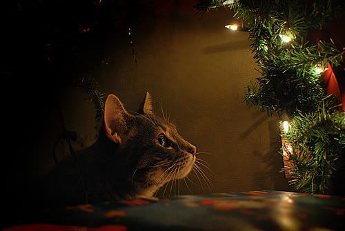 Risultati immagini per augur natale gatto