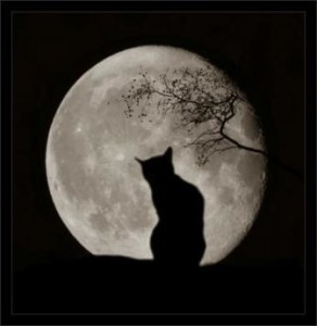 gatto-e-luna